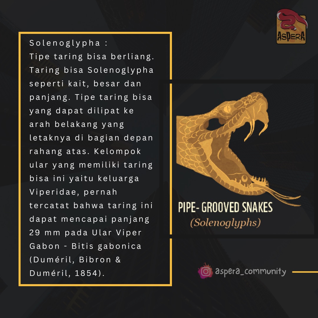 Bentuk taring bisa sebenarnya hanya ada dua macam, seperti kait atau agak condong atau bengkok sedikit. 

#WeCareAboutReptile⁣
#AsperaCommunity
#ReptileEducation⁣
#Herpetofauna
#Herpetologi
#Kehati
#Ekosistem
#Konservasi