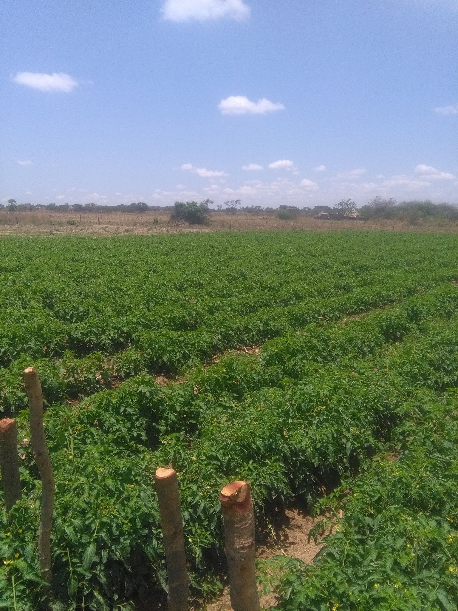 Mukudzvova Farm Produce on Twitter "Current settings in Karoi. Good