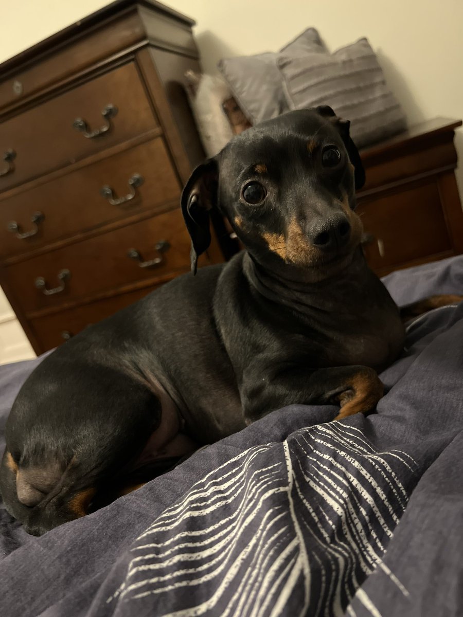 monnn11's tweet photo. Everyone look at my dog and how cute she is https://t.co/iFckz2oX39
