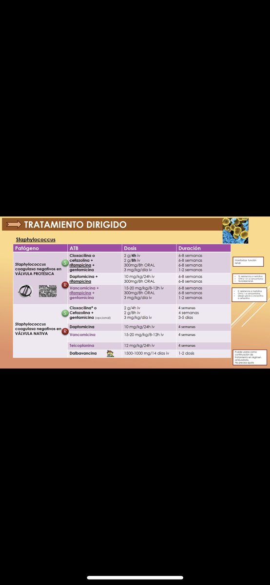 Nuestro R3, Jorge Coca Crespo <a href="/jorgecoca7/">Sr.Couc</a> nos actualiza en la sesión clínica semanal sobre endocarditis infecciosa. 
💡 Idea clave: El tratamiento dirigido consiste en una terapia combinada que dependerá del microorganismo implicado, resistencias y el tipo de endocarditis.