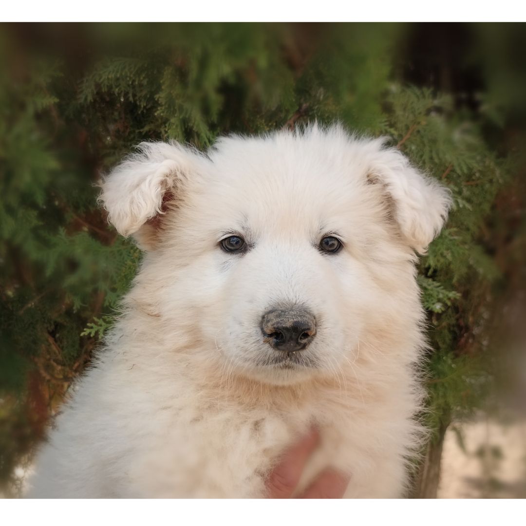 Camada de Pastor Blanc Suís disponible, 4 mascles