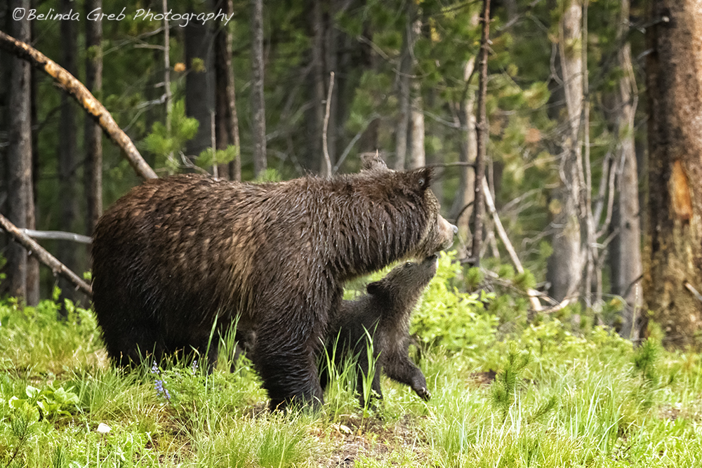 BelindaGreb's tweet image. I noticed one cub seemed to like to stay near #Grizzly399 although I couldn't tell if it always was the same one. I love seeing the affection in this image.  belinda-greb.pixels.com/featured/love-… wildlifephotography
#photography