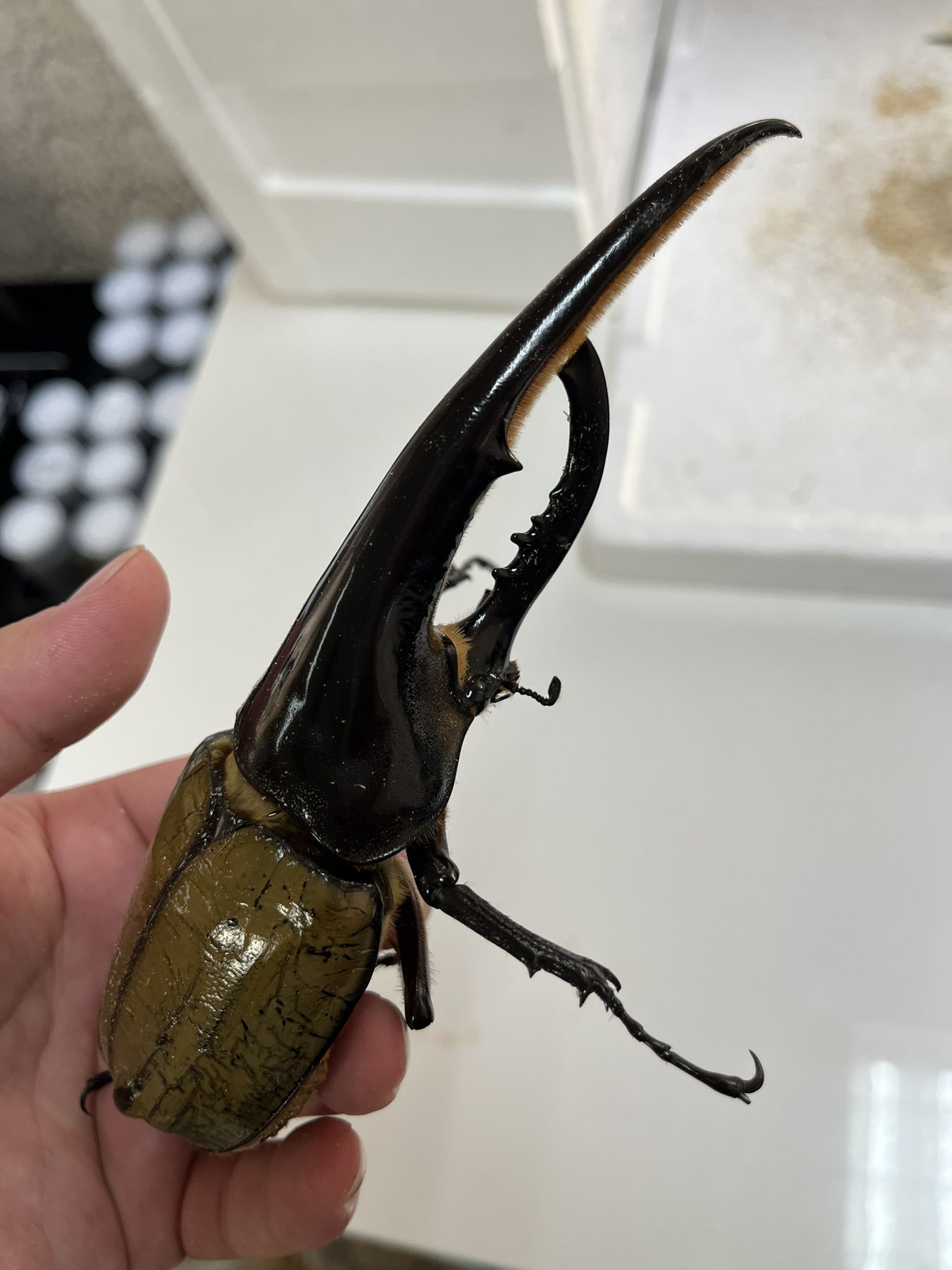 ベトナム便!タイリクコーカサスオオカブト ♂90～115mmUPペア