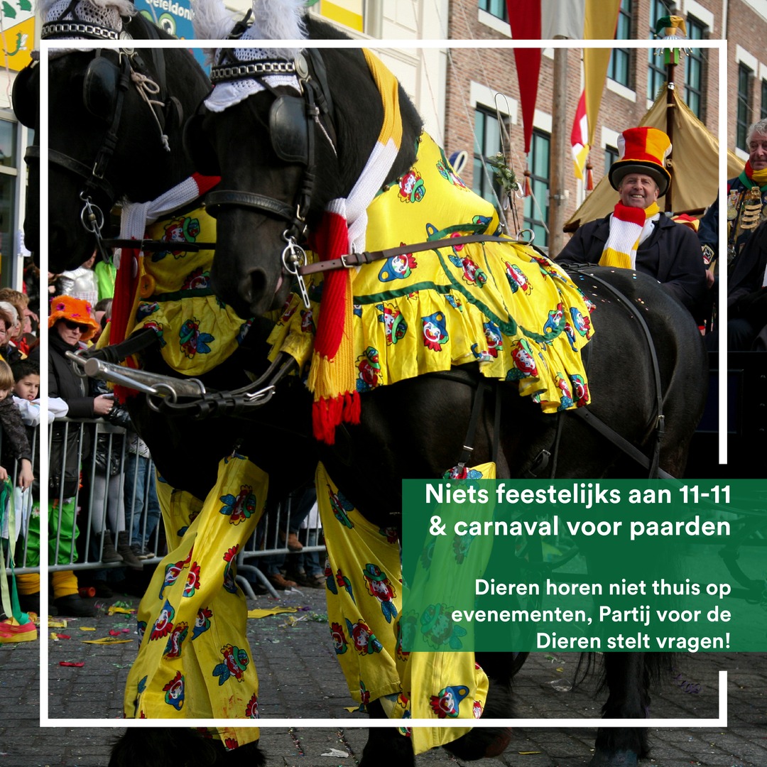 11-11 is een feestelijke dag, helaas niet voor paarden die de koets trekken in de drukte van dit evenement.

Dit gebruik van paarden gaat tegen hun natuur in en levert veel angst en stress op. Dieren horen niet thuis op evenementen ter vermaak van mensen.
 denbosch.partijvoordedieren.nl/vragen/schrift…
