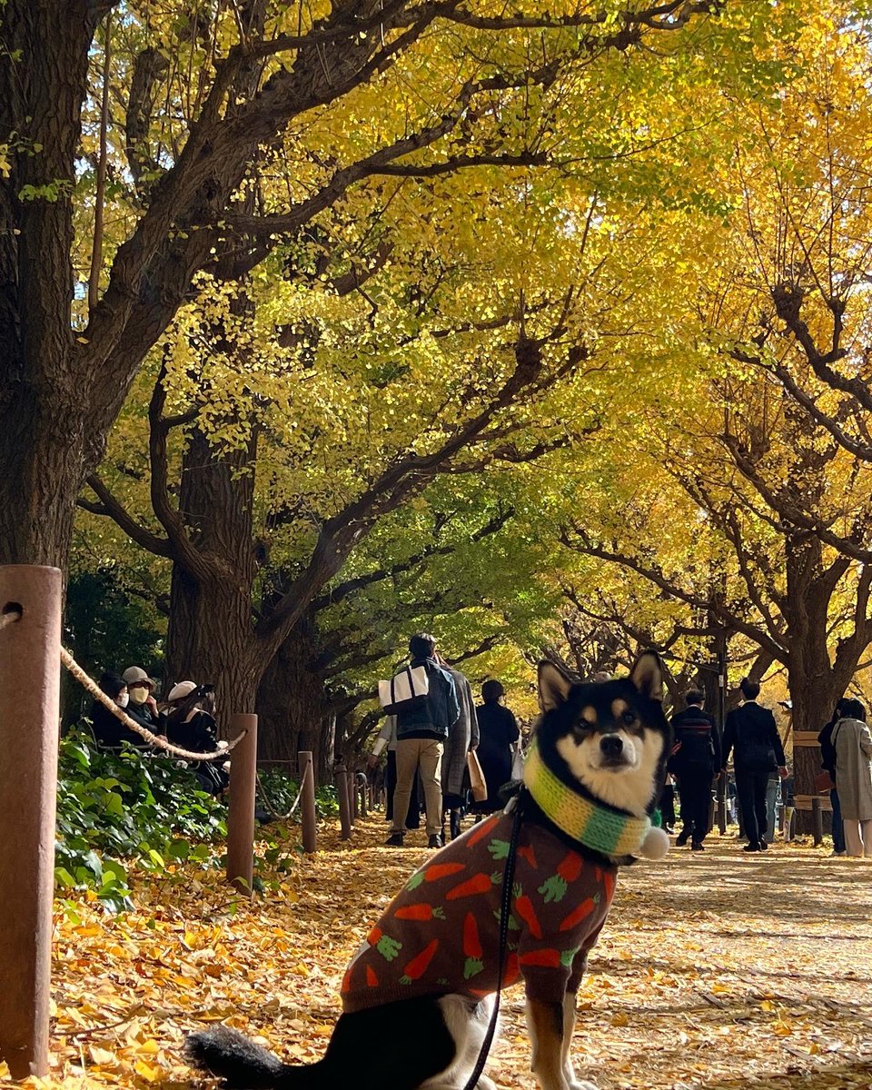 sinxcosxtan's tweet photo. 1️⃣キレイに色づいた #いちょう並木 ✨
#gingkotrees
2️⃣今日はここ #神宮外苑いちょう並木 にやってきた僕
#jingugaienginkgoavenue
3️⃣ちょうどいい色づきだったよ
#黒柴サスケ #イッヌ #シバスタグラム #しばすたぐらむ #しばいぬ #柴犬 #黒柴 #시바견
#西巴犬 https://t.co/PLYGzFURYp