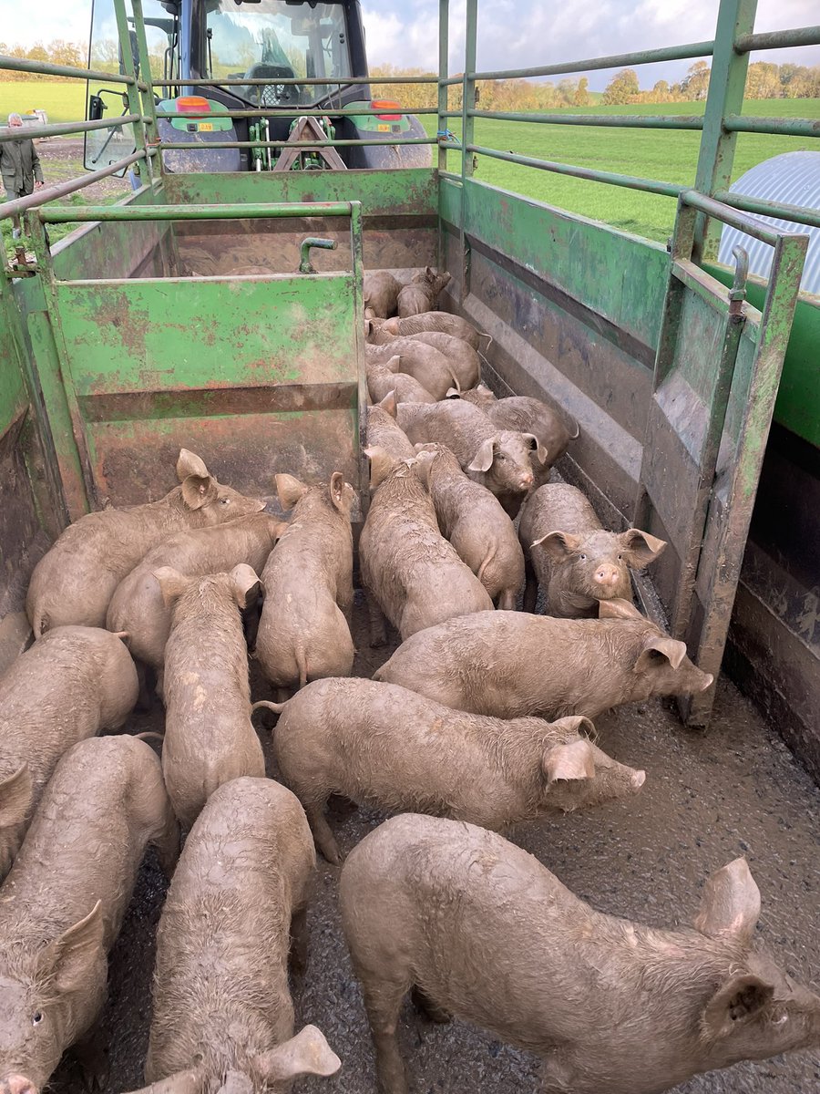 farmerrups's tweet photo. Weaners had to be moved out of their hut this morning due to the overnight 40mm of rain and moved out onto a nice grass paddock/run. #outdoorpigs #freerangepigs #verywetandmuddypigs https://t.co/dpQVipFz36