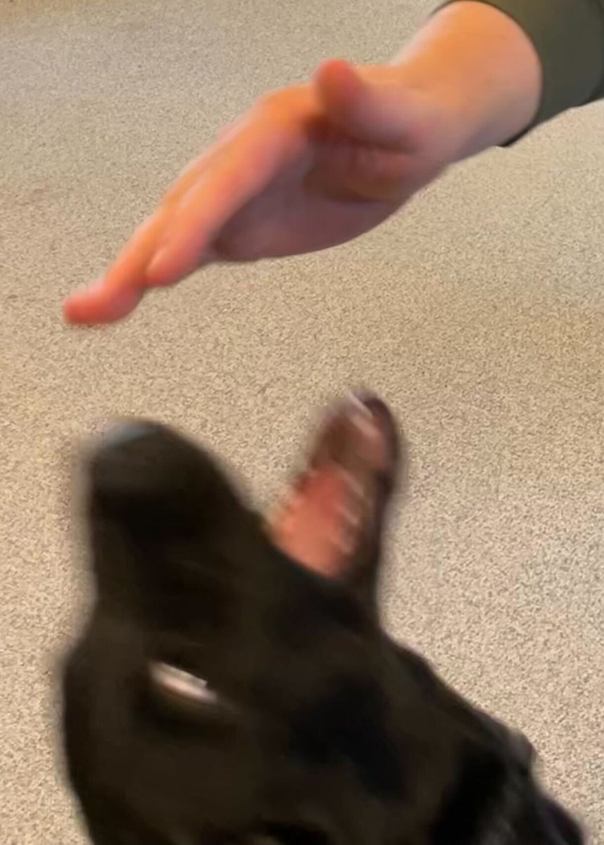 17 november, de Dag van het Therapiedier.
Vandaag wordt aandacht gevraagd wordt voor het werk dat onze geliefde dieren doen om ons fysiek en mentaal te helpen.

Zoofy wilt Toto en Bram bedanken voor hun diensten 🫡