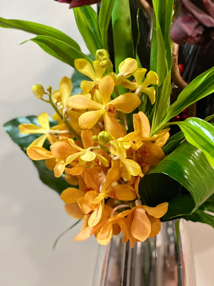 Beautiful Mokara orchids 💛

#orchids #mokara #flowers #orchidlove