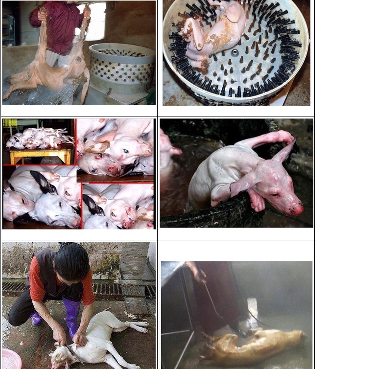 Occupy UN 4 Animals tweet media