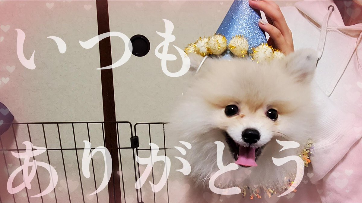 確認ページ♡ポメラニアン ポメラニアンのぽんき (@ponki_77) / Posts / X