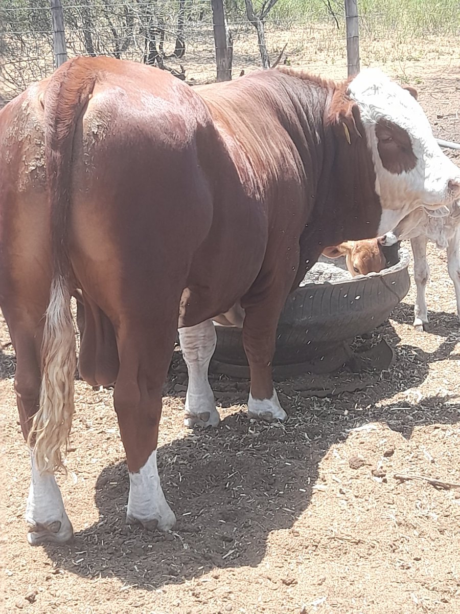 Got this Beast from the National Agric Show 2 months ago loving  his Service. He is a 1 Year 7 months Old. Breed Simmental 🙏❤🇧🇼
#MakeBotswanaGreatAgain 
#Botswana #BeefProduction 
#farming