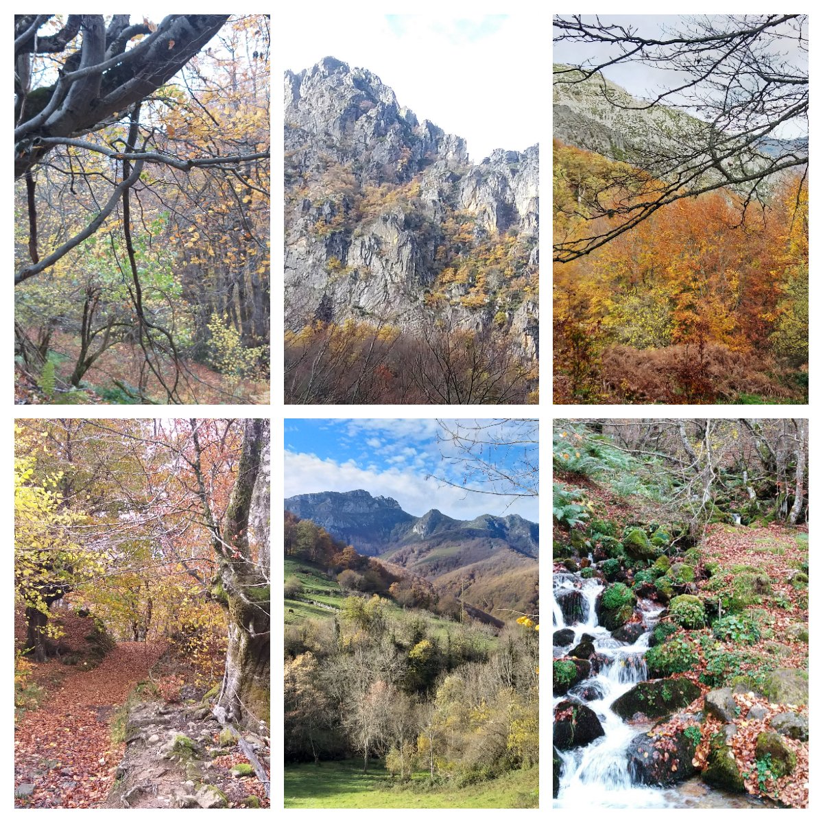JesusSerafinP's tweet photo. Ruta perfecta para el otoño,#TabayondelMongallu, desde #Tarna a través de un espectacular hayedo, hasta #LaCampona donde tenemos vista a las cumbres del #CuituNegro y #CantulOso. #PNRedes,#Caso,#Asturias,#España. https://t.co/o09ruo9cIo