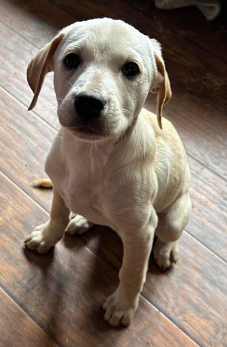 adopt_a_dog_bot's tweet photo. Kyndall is a delightful dame, who can be found near Mobile, AL! Kyndall is a Yellow Labrador Retriever mix, who enjoys laying in sunbeams. #YellowLabradorRetriever #mixedbreed #mutt #dogsoftwitter #rescue #adopt #dog #Mobile #Alabama #AL https://t.co/dFsILTWYjN https://t.co/EUJnPFgakt