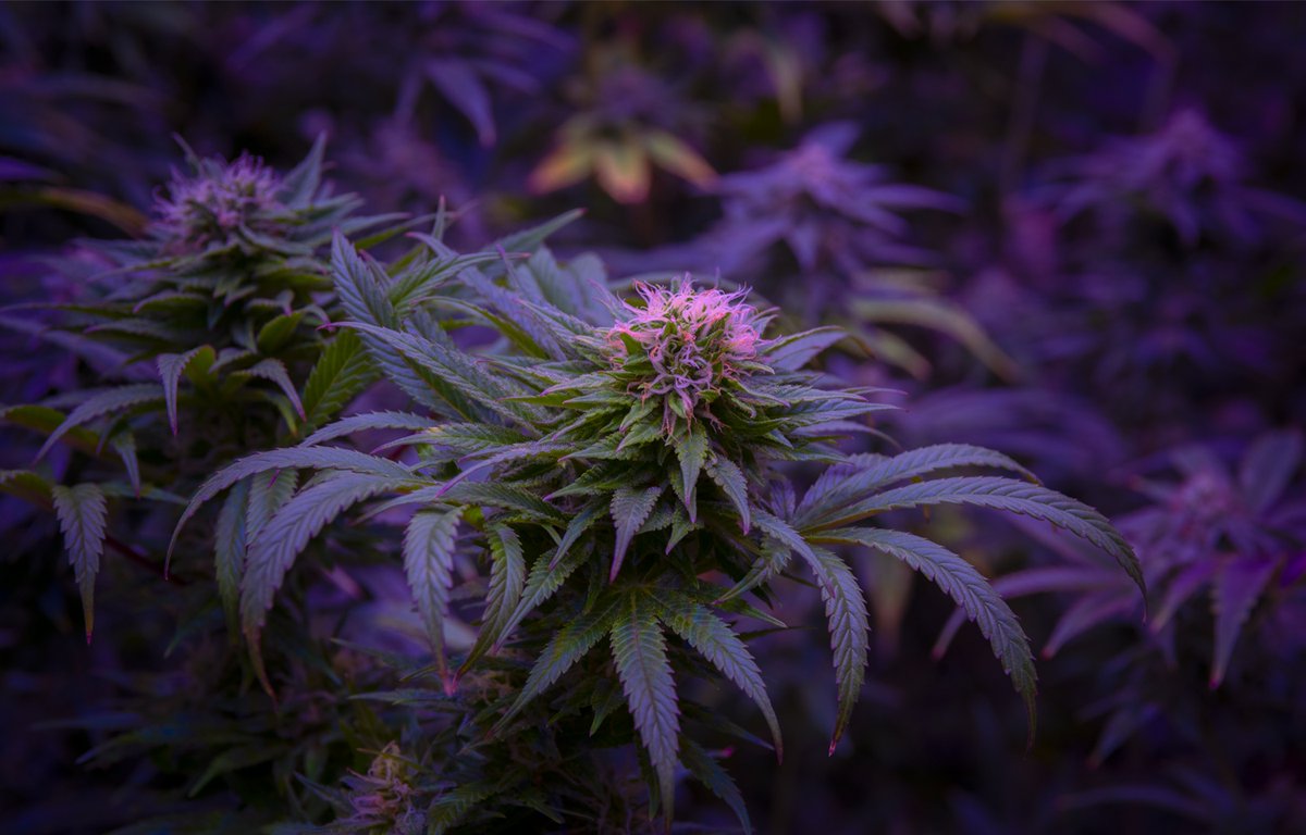 Find beauty in darkness, and you may find a way toward the light.
.
.
.
.
.
.
.
.
.
.
. #primaryjane #pjpure #flower #cannabis #indoorgrown #distillate #livestressfree #feelgood #goodvibes #relaxandenjoy #terpenes #canna #strains #betterthanyesterday #inspiredbynature #hemp #h...