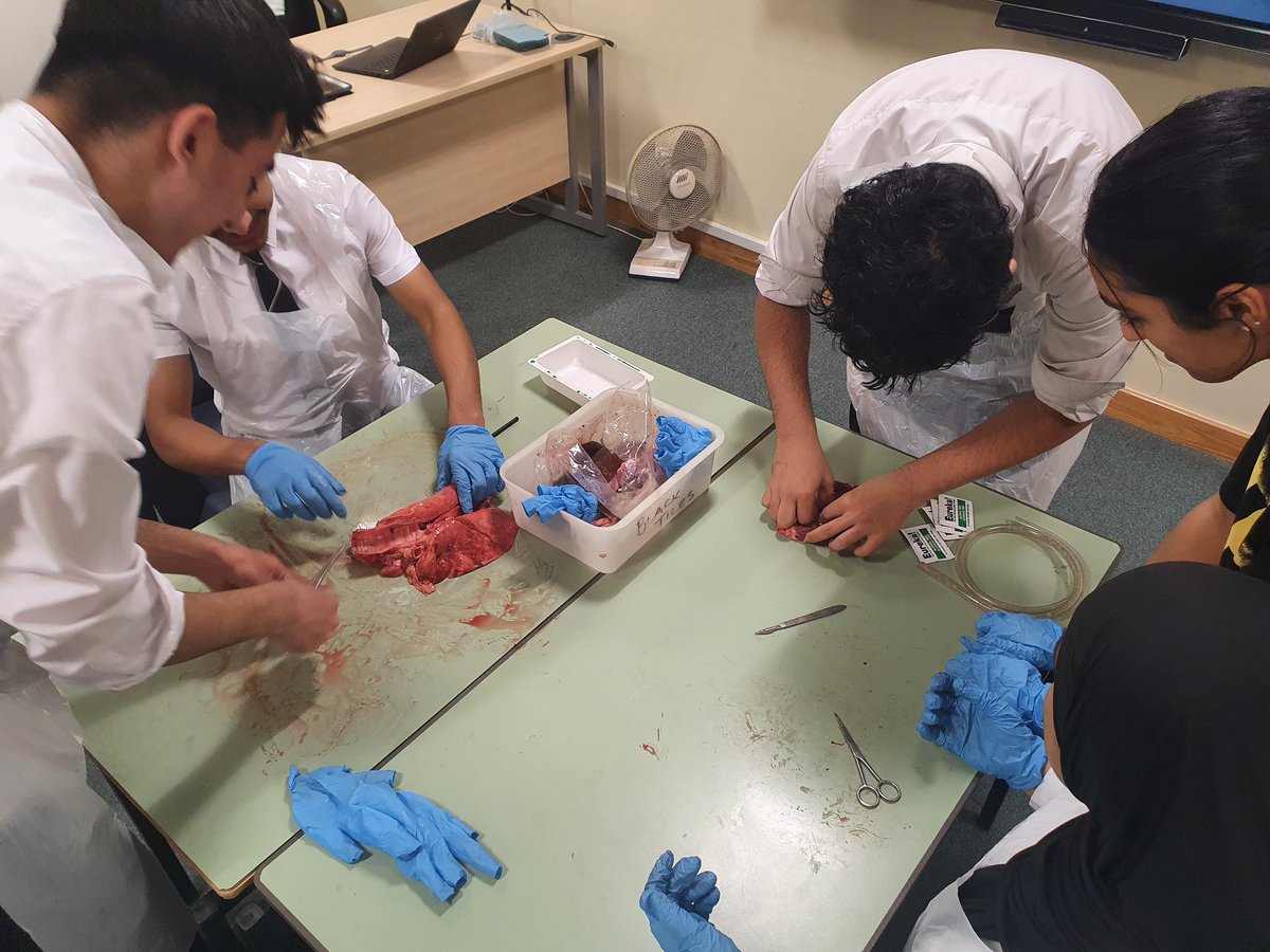 LGSPE's tweet photo. Alevel PE group dissecting heart and lungs to further their understanding of the cardiovascular system #lgswellrounded https://t.co/bY68Ck5uTh