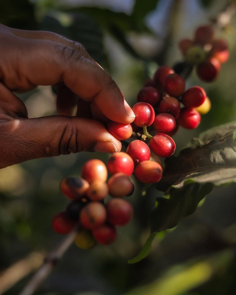 ArushaCoffLodge's tweet photo. Homemade | City | Roast
•
Coffee first, Tanzanian safari expeditions later… #arushacoffeelodge is the perfect prologue to the adventures that lie ahead 😉
•
#coffeedaily #coffeebrewing #coffeeroasting #coffeefarm #arushatanzania #tanzaniansafari #tanzaniadestination https://t.co/vaJKMzim1G