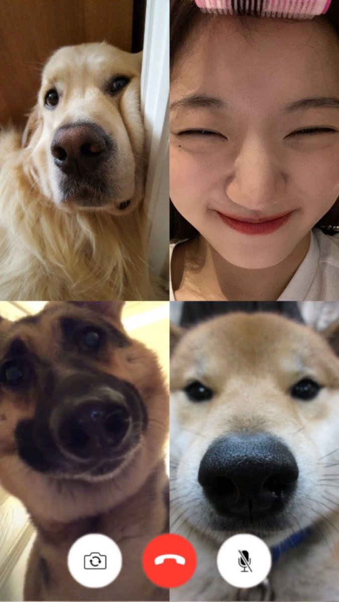 충격강아지진짜실존
