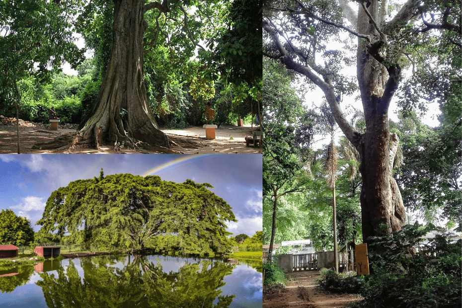Journée internationale des forêts tweet media