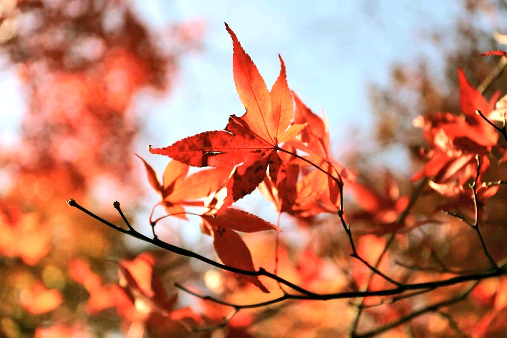 tmnw's tweet photo. ・

　　　　　散　　　　儚
　　　　　る　　　　さ
　　　　　美　　　　故
　　　　　し　　　　に
　　　　　さ

#photography 

・ https://t.co/jD49pLGj96