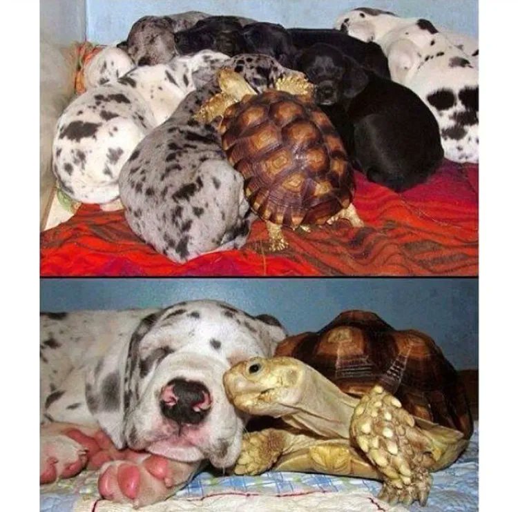 JohnOberg's tweet photo. Don't limit your compassion to only your own species. 🐢🧡🐶 #loveALLanimals https://t.co/jatAYNzGa4