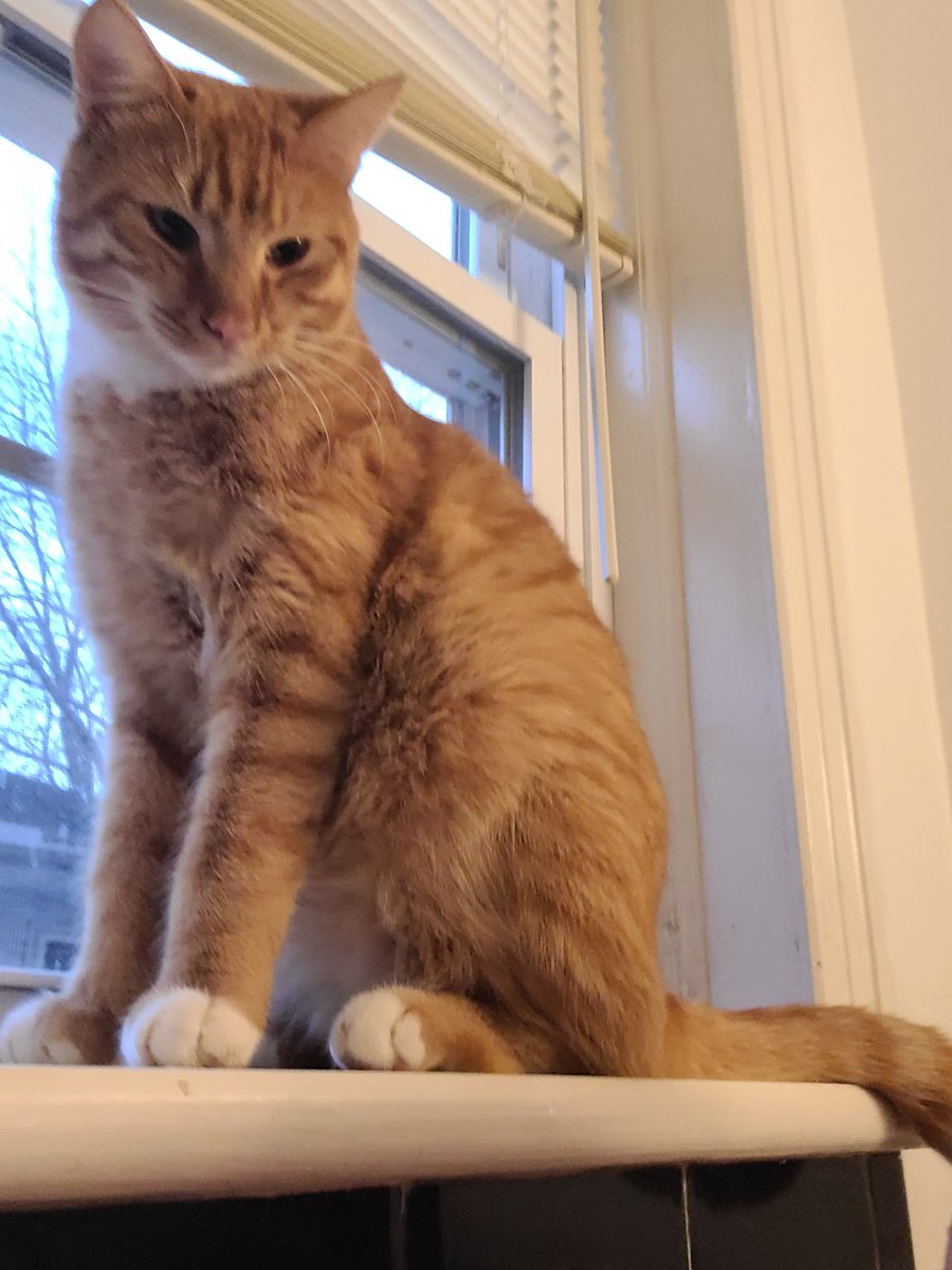 CatDad1622's tweet photo. Swatchahowitz with the @WWERomanReigns "Acknowledge Me" vibes....
@HeymanHustle @SamiZayn @WWEUsos @xnormalxoxo
#CatDadLife
#WhoOwnsWho https://t.co/lQCKEbdNqV