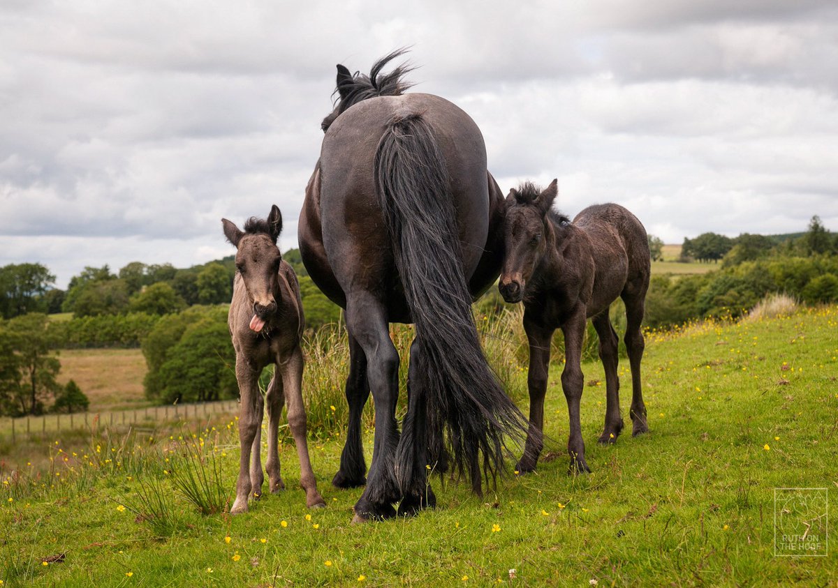 Ruth Chamberlain (@ruthonthehoof) on Twitter photo The gorgeous Liddelpark twin Fell ponies. How gorgeous are they? They’ve grown a lot since I took this image 🐴🐴 #fellpony #twin #twinhorse <a href="/heritage_fell/">Fell Pony Heritage Trust</a> The gorgeous Liddelpark twin Fell ponies. How gorgeous are they? They’ve grown a lot since I took this image 🐴🐴 #fellpony #twin #twinhorse <a href="/heritage_fell/">Fell Pony Heritage Trust</a>