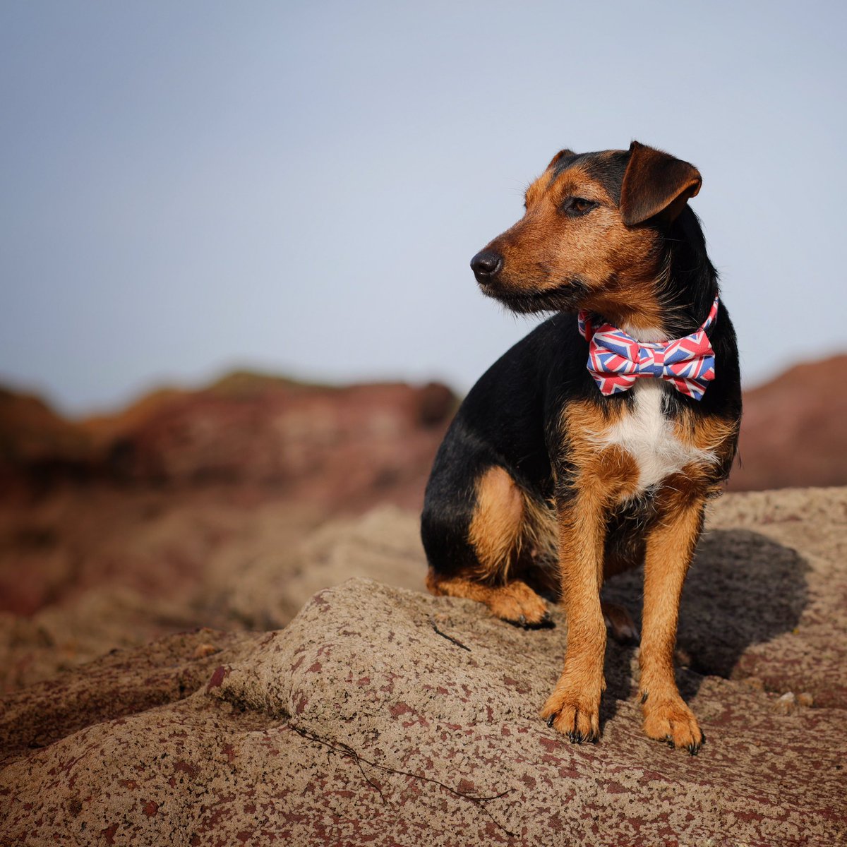 Dotty4Paws tweet media