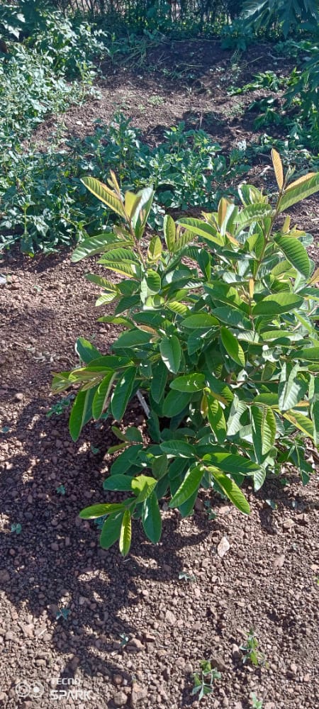 Just in: Fruit Trees planted in Groups Scolaire Icyizere school garden in @KayonzaDistrict under @36Tesf school feeding program , the fruit trees are for #ClimateAction interventions, and diversity in school feeding for students' balanced diet @GER_Global @jhaganza @REBRwanda