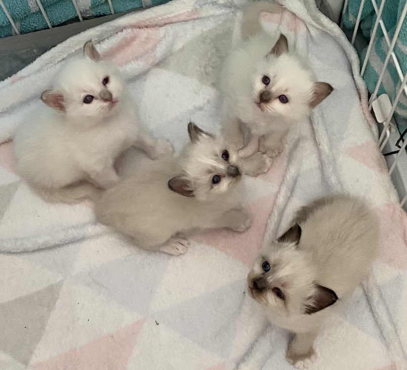 🤗🌺🙋🏻‍♀️ tweet media