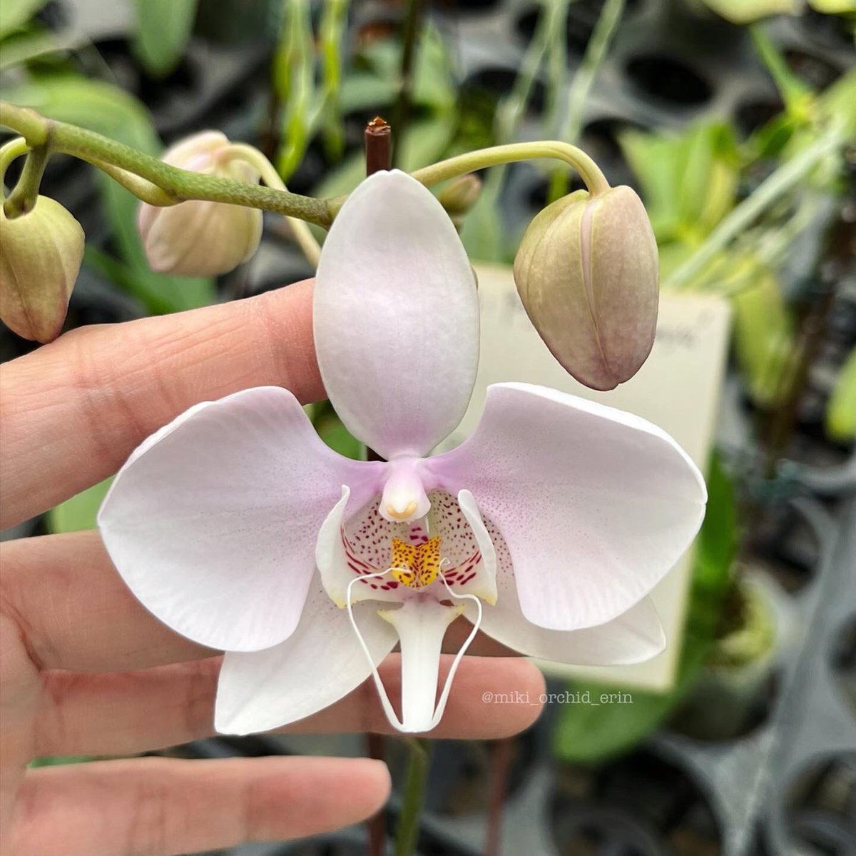 miki_orchid_'s tweet photo. Phal. amabilis ‘Surabaya’
Fresh light pink and very detailed features in the centre of the flower. And lips. 🌸💓👀
#erinworkdiary #mikiorchid #orchid #orchideen #orhidee #орхидея #orquidea #orkide #orquídeas #orchidaceae #orchidlover #фаленопсисы #amabilis #amabilissurabaya https://t.co/JVIA2ZTGzx
