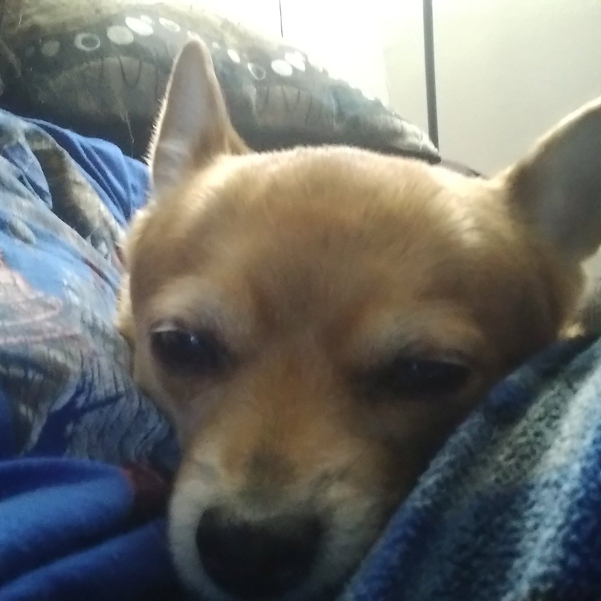 NormallyOddDuck's tweet photo. Sleepy lil doggy 
#DogsofTwittter #DogsOnTwitter #DogNews #dogsarefamily #paws #mutt #cutedog #PrincessStar https://t.co/WQPmvu9p9r