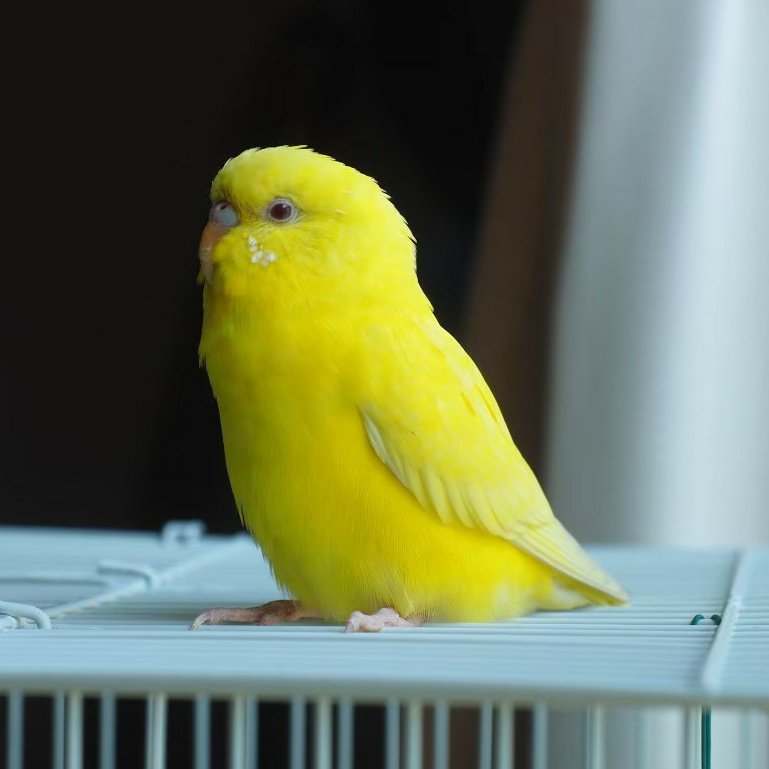 stray_parrot_KG's tweet photo. ※情報拡散希望※
2022.11.16(水)
神奈川県平塚市袖ケ浜の自宅から、不注意により逃がしてしまったインコを探しています。
・黄色いセキセイインコ
・肩、頭に乗る程度に人馴れ済
・言葉には反応しない
もし情報などお持ちの方はご提供お願い致します。
(拡散ご協力お願いします🙏) https://t.co/wS6J6jS6BV