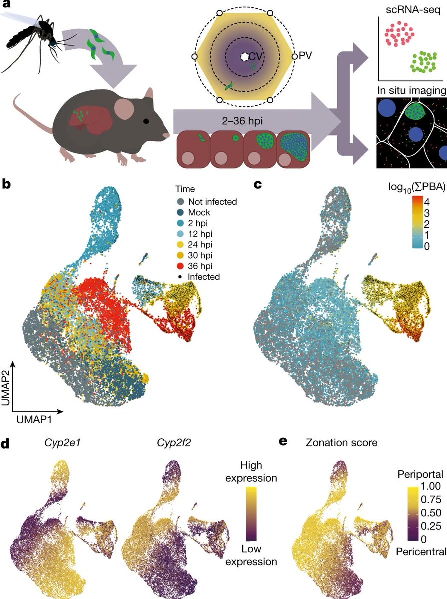 BiomageLtd's tweet photo. Researchers characterize the life cycle of individual parasites and their hepatocyte hosts throughout the #Plasmodium liver stage!
https://t.co/4db32FIQYq

They identified potential adaptive programs and zonal trends in both the host and the parasite.

#scRNAseq #smFISH https://t.co/7NOmEyPXqZ