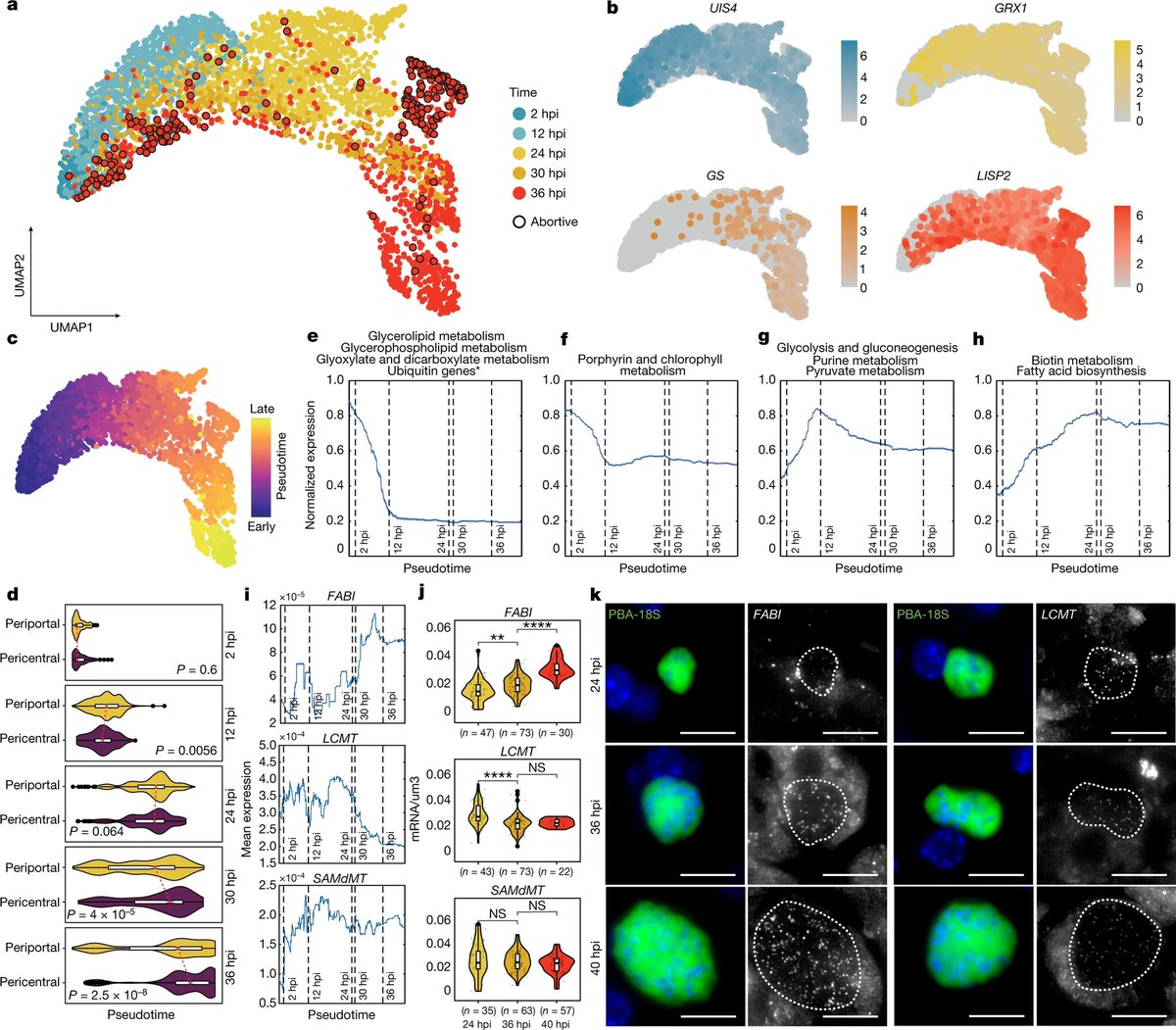BiomageLtd's tweet photo. Researchers characterize the life cycle of individual parasites and their hepatocyte hosts throughout the #Plasmodium liver stage!
https://t.co/4db32FIQYq

They identified potential adaptive programs and zonal trends in both the host and the parasite.

#scRNAseq #smFISH https://t.co/7NOmEyPXqZ