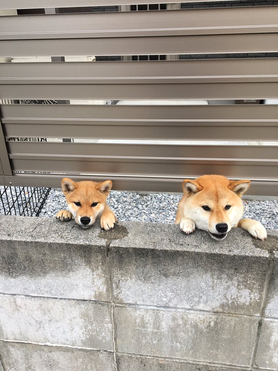 飼い主のゴミ出しを後追いするふたり🐾
#柴犬