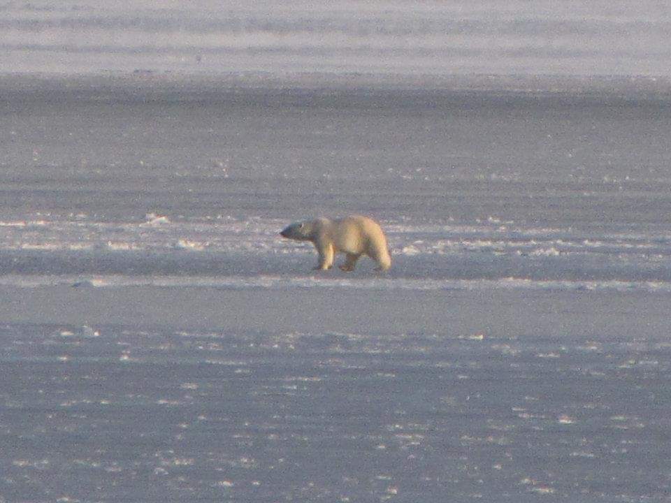 Noel Kaludjak (@shawdiki) on Twitter photo 