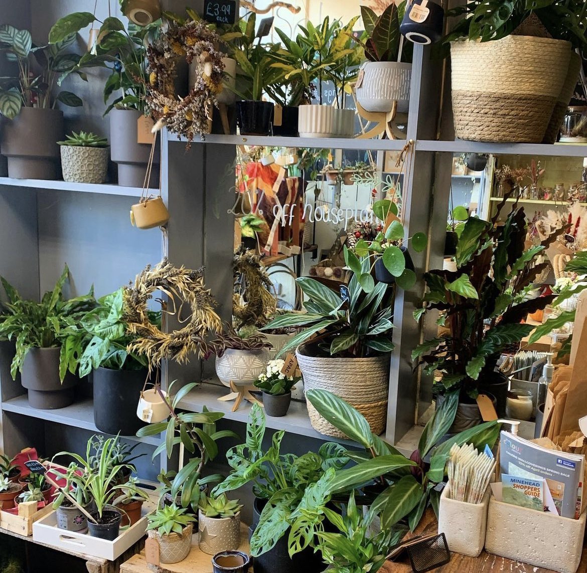 VisitMinehead's tweet photo. 20% off all houseplants at The Bloom Room in Minehead.
Be quick as the #sale ends on Saturday!
#supportsmallbusiness #plants #plantsale #houseplants #minehead #shopinminehead #visitminehead https://t.co/q7ap30TO0e