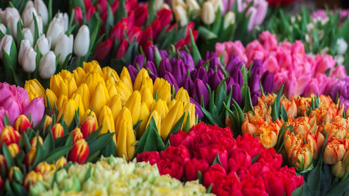 BayBlogy's tweet photo. Here Are 10+ Fragrant Indoor Plants You Can Grow Easily
https://t.co/eVzPGUrhSB
#Plants #indoorplants https://t.co/cWNgIUEyul