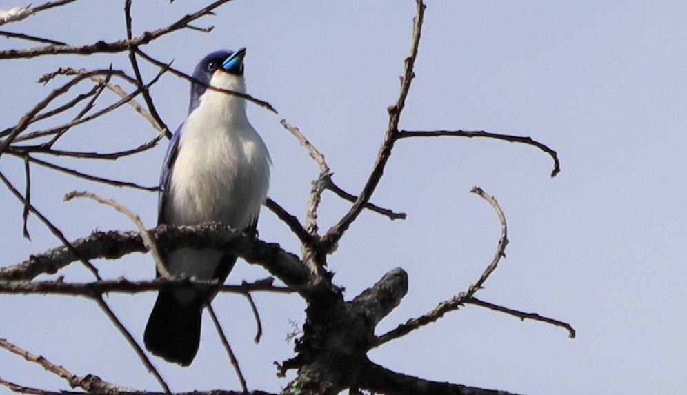 BaharBilgen's tweet photo. Madagaskar Mavi Vanga - Madagascar Blue Vanga (Cyanolanius madagascarinus) ; Madagaskar'a Endemik 
Vohiparara , Madagaskar 
Vangagiller (Vangidae) 21 cins , 39 tür
Madagaskar'a endemik olmayan bir aile .
#vangidae 
#bluevanga 
#birdsofmadagascar 
#birdsofinstagram https://t.co/THyw5XmSM2
