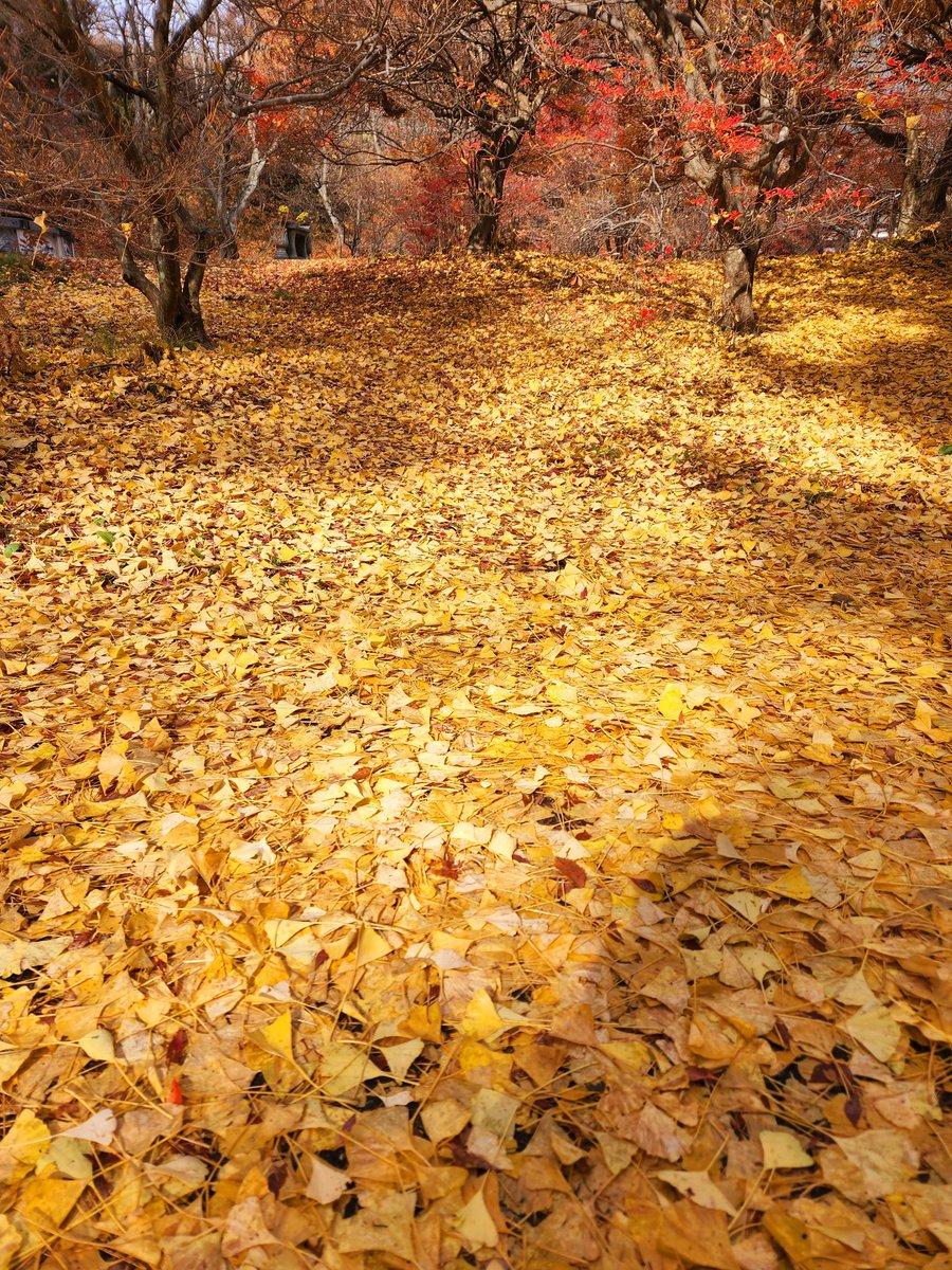 Flag1954Red's tweet photo. 盛りを過ぎて終焉の霊松寺の紅葉 この時期の霊松寺もなかなか味わい深いものがあります。また来年！という感じですね。
#霊松寺の紅葉 https://t.co/64VWW2klAo
