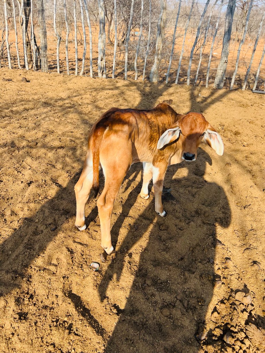 ZuveeK's tweet photo. @OfficialMasisi Lovely good going Mr President one day you will be visiting me...in Mokoswane area where i have started the cross breeding.  with your Initiative i believe my dream can come true. https://t.co/ADiN6haN4A