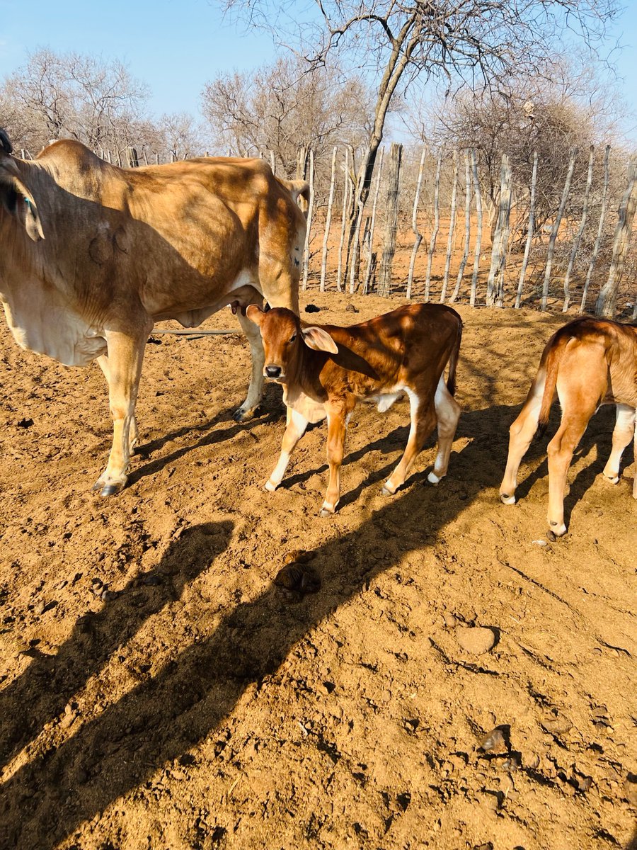 ZuveeK's tweet photo. @OfficialMasisi Lovely good going Mr President one day you will be visiting me...in Mokoswane area where i have started the cross breeding.  with your Initiative i believe my dream can come true. https://t.co/ADiN6haN4A