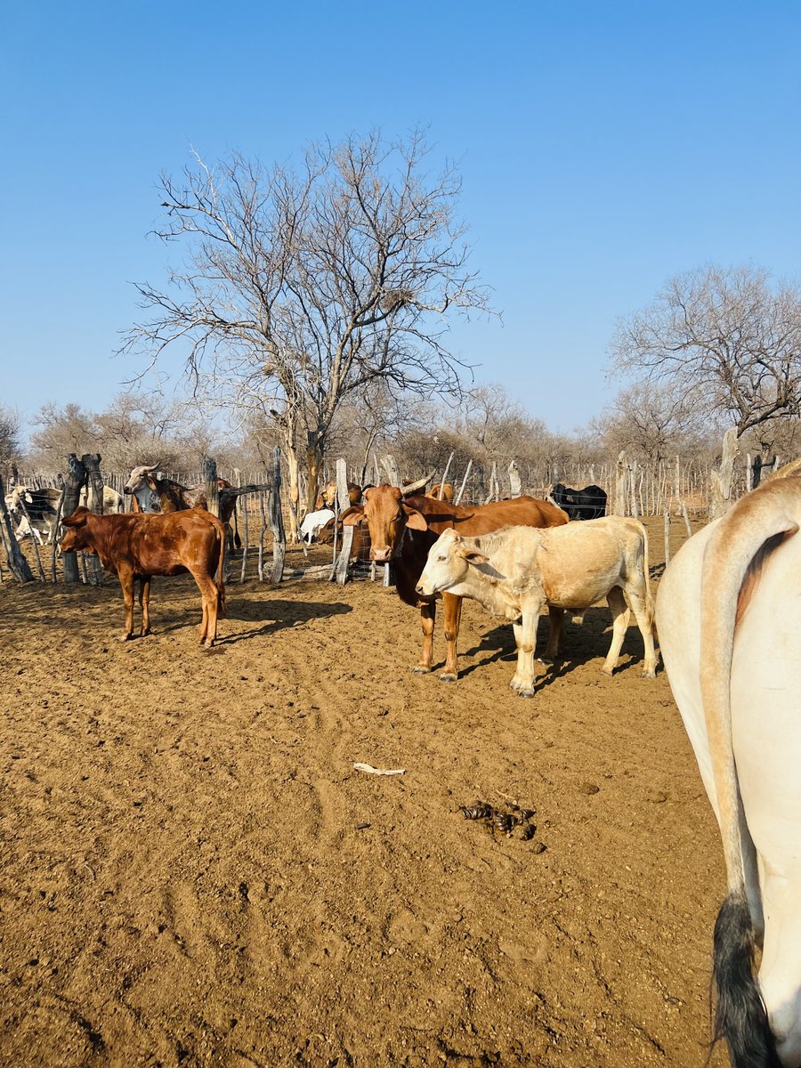 ZuveeK's tweet photo. @OfficialMasisi Lovely good going Mr President one day you will be visiting me...in Mokoswane area where i have started the cross breeding.  with your Initiative i believe my dream can come true. https://t.co/ADiN6haN4A