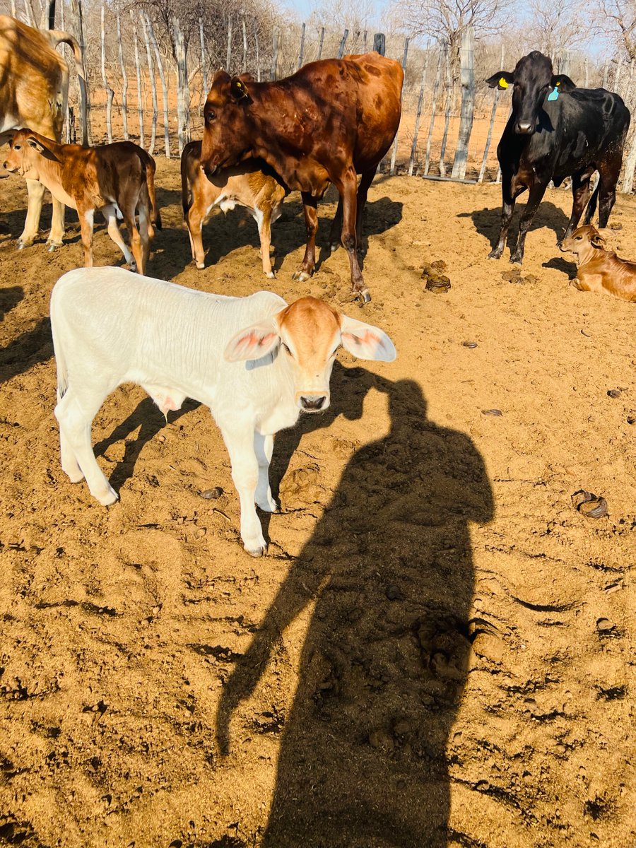ZuveeK's tweet photo. @OfficialMasisi Lovely good going Mr President one day you will be visiting me...in Mokoswane area where i have started the cross breeding.  with your Initiative i believe my dream can come true. https://t.co/ADiN6haN4A