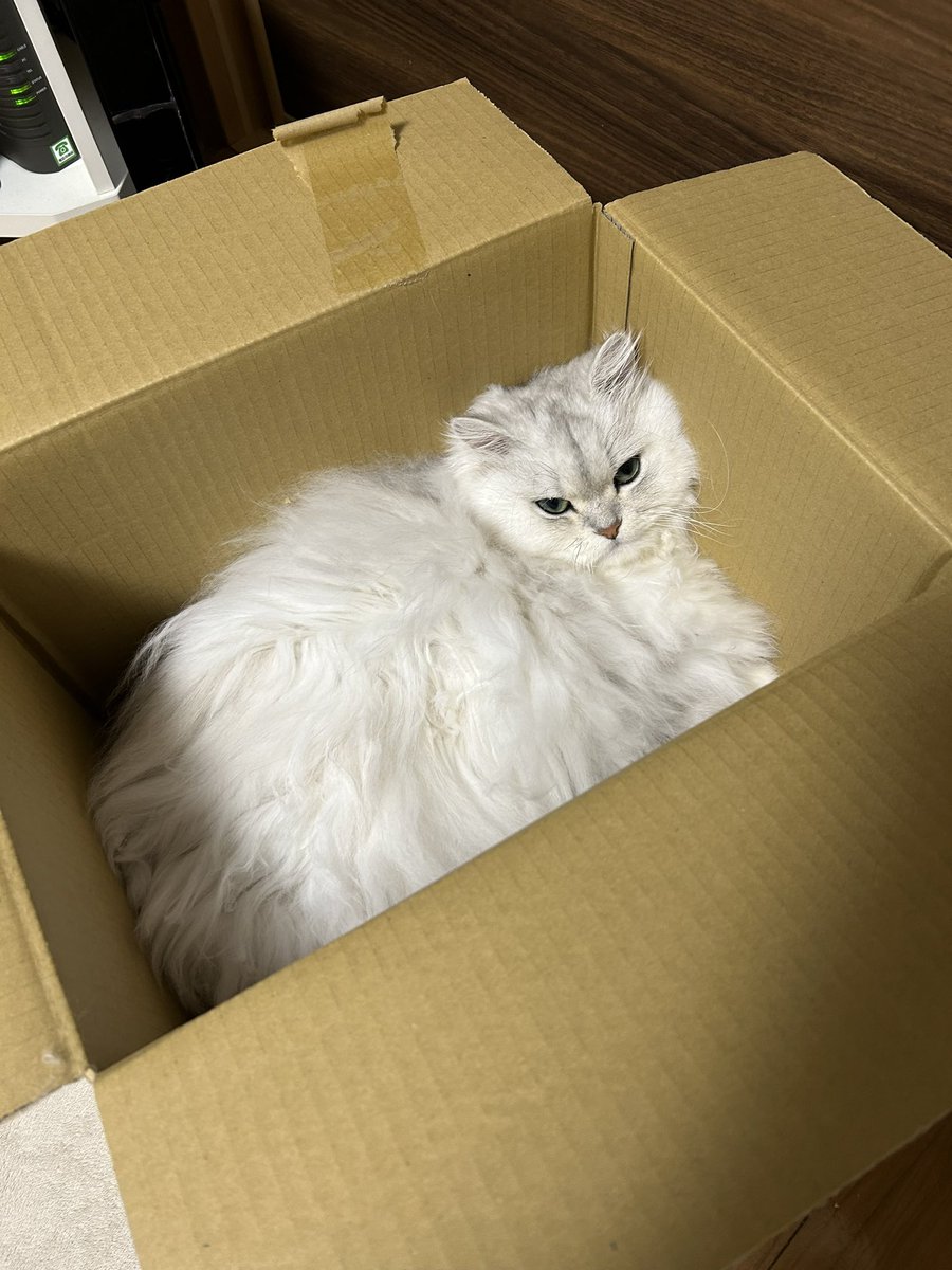 Peroshi_1105's tweet photo. #peroshi #猫 #四里餅
本日のペロシと飯能の四里餅😻 https://t.co/8GfimyKHqm