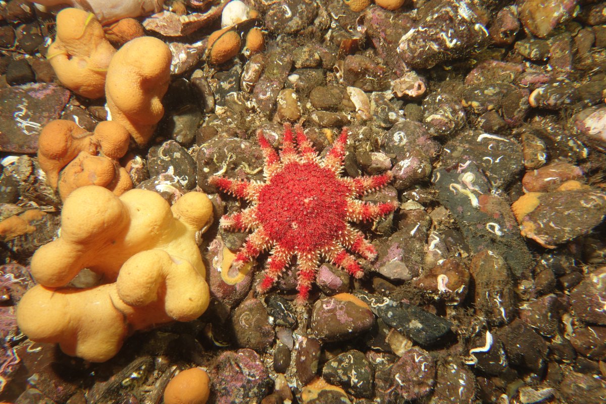 Good morning sunshine! #scottishseas #sunstar