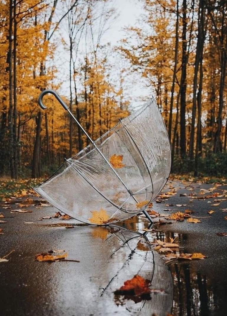 Bonne journée 🍁🌦🌂🍂🌦🌂🍁
