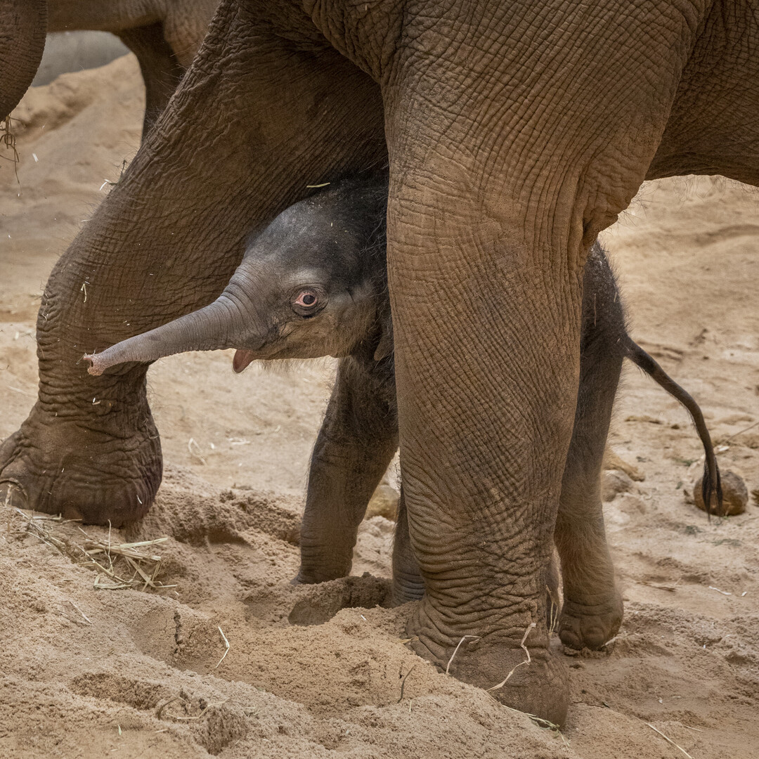That tiny trunk 😍