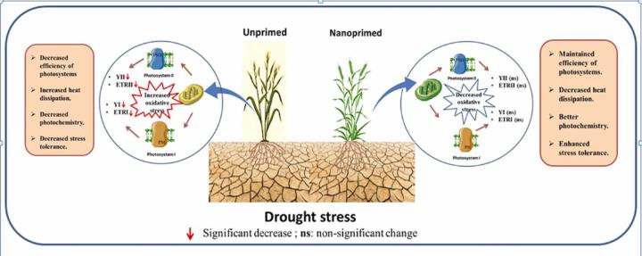 Read #OpenAccess in #PlantNanoBiology: SiO2 nanopriming protects PS I and PSII complexes in wheat under drought stress spkl.io/60114XT9P
