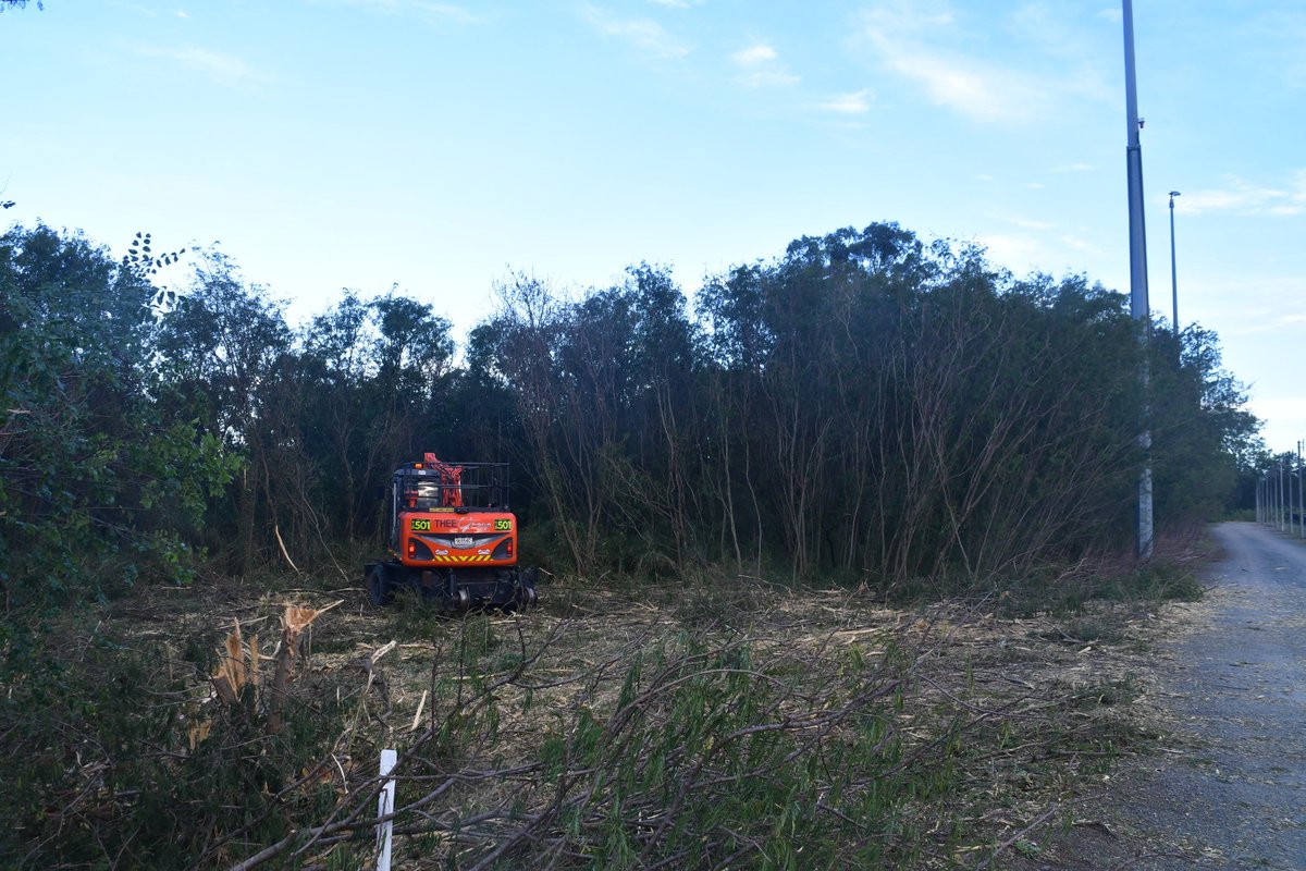GroupThee's tweet photo. Big rig ripping into environmental weed trees 🌱🌿 

These weeds are introduced plants that have naturalised and invaded our bushland, beaches and waterways. 

Great work Vegetation Team! https://t.co/6gPXPg5scd
